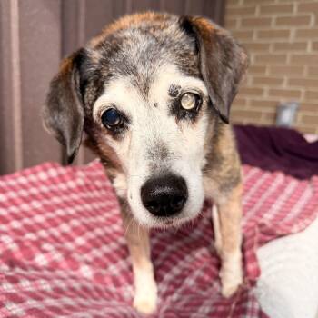 Schroder -  Jack Russell Terrier and Beagle Dog for Adoption in Mt. Juliet, Tennessee - Schroder | PetCurious