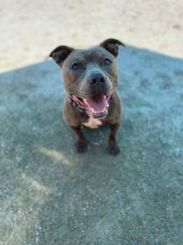 Rescue Pit Bull Terrier Dogs for Adoption in Emporia, Virginia - Smokey | PetCurious
