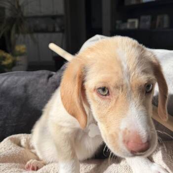 Popcorn -  Hound and Mixed Breed Dog for Adoption in Shorewood, Illinois - Popcorn | PetCurious