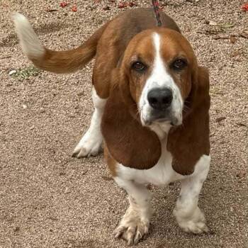 Basset Hound Dogs Available for Adoption in Williston, Vermont - Lewis | PetCurious