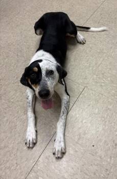 Willow -  Mixed Breed Dog for Adoption in Hamilton, Ohio - Willow | PetCurious