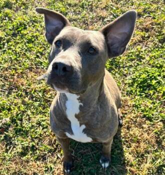 Pit Bull Terrier Dogs Available for Adoption in Norfolk, Virginia - CINNAMON | PetCurious