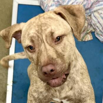 Pit Bull Terrier and Mixed Breed Dogs Available for Adoption in St. Louis, Missouri - TAZ | PetCurious