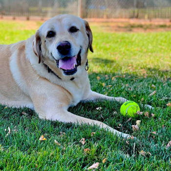 Rescue Mixed Breed Dogs for Adoption in Medford, Oregon - King | PetCurious