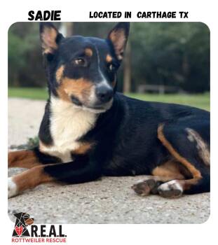Rescue Mixed Breed Dogs for Adoption in Polk, Ohio - Sadie | PetCurious