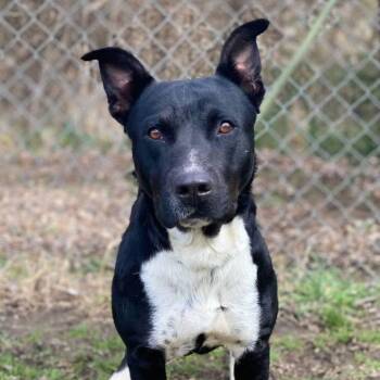 Rescue Pit Bull Terrier Dogs for Adoption in Denison, Texas - Tommy | PetCurious