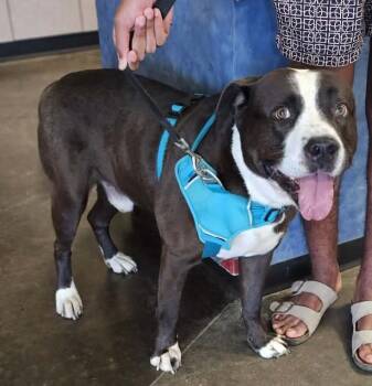 Pit Bull Terrier Dogs Available for Adoption in Rockwall, Texas - Found Stray: Poe | PetCurious