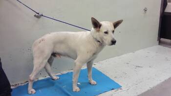 German Shepherd Dog and Mixed Breed Dogs Available for Adoption in Houston, Texas - WILLIAM | PetCurious