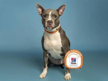 Pit Bull Terrier Dogs Available for Adoption - EGYPT | PetCurious