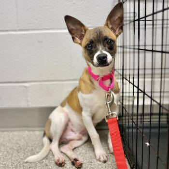 Mickey -  Chihuahua Dog for Adoption in Fullerton, Pennsylvania - Mickey | PetCurious