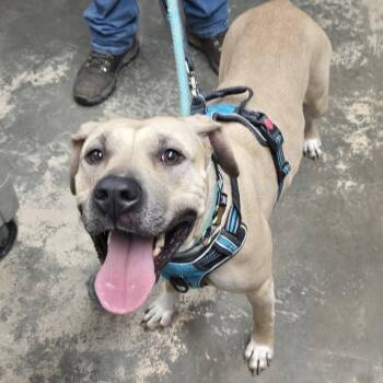 Halo -  Mixed Breed Dog for Adoption in Saint Marys, Pennsylvania - Halo | PetCurious