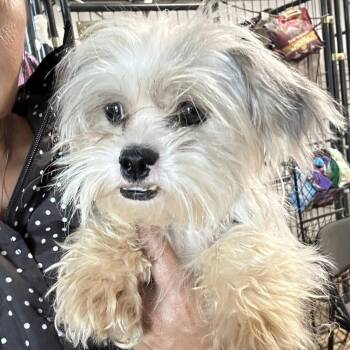 Triscuit -  Yorkshire Terrier Dog for Adoption in Sealy, Texas - Triscuit | PetCurious