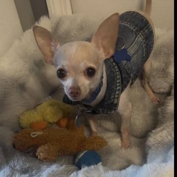 Foxy -  Chihuahua Dog for Adoption in Alafaya, Florida - Foxy | PetCurious