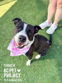 Pit Bull Terrier and Mixed Breed Dogs Available for Adoption in Kansas City, Missouri - Danica | PetCurious
