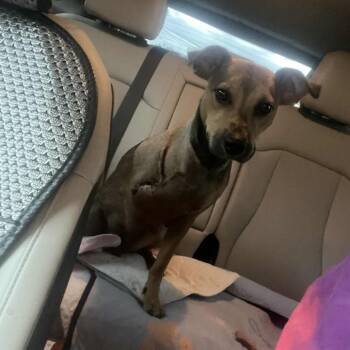 Rescue Mixed Breed Dogs for Adoption in Parrish, Alabama - Basket (tripod) | PetCurious