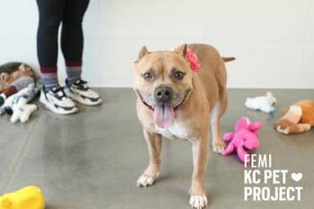 Pit Bull Terrier and Mixed Breed Dogs Available for Adoption in Kansas City, Missouri - Femi | PetCurious