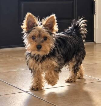 FRANKIE -  Yorkshire Terrier Dog for Adoption in Palm City, Florida - FRANKIE | PetCurious