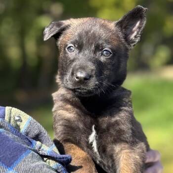 German Shepherd Dog Dogs Available for Adoption - Rex | PetCurious