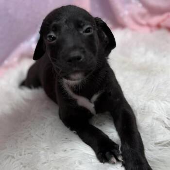 Feta -  Retriever and Mixed Breed Dog for Adoption in Cedarburg, Wisconsin - Feta | PetCurious
