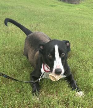 Chunk -  Border Collie and Labrador Retriever Dog for Adoption in Horn Lake, Mississippi - Chunk | PetCurious