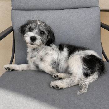 Shih Tzu Dogs Available for Adoption in Tucson, Arizona - Genie | PetCurious