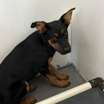 Galaxy -  Mixed Breed Dog for Adoption in Jupiter, Florida - Galaxy | PetCurious