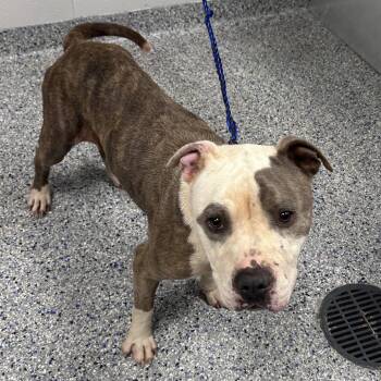 American Staffordshire Terrier and Mixed Breed Dogs Available for Adoption in Greenville, South Carolina - Westie | PetCurious