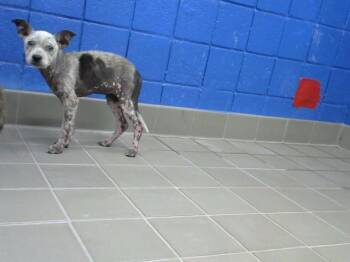 DREW -  Australian Cattle Dog Blue Heeler and Mixed Breed Dog for Adoption in Albuquerque, New Mexico - DREW | PetCurious