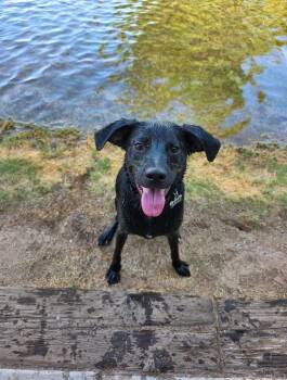 Moose -  Black Labrador Retriever Dog for Adoption in Peoria, Arizona - Moose | PetCurious