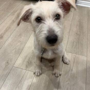 Schnauzer and Terrier Dogs Available for Adoption - Lincoln | PetCurious