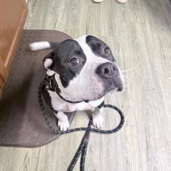 Roxie -  Mixed Breed Dog for Adoption in Summerville, South Carolina - Roxie | PetCurious