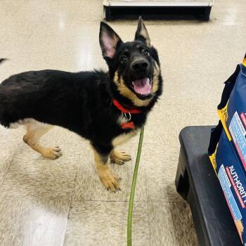 Gia 54607 -  German Shepherd Dog and Mixed Breed Dog for Adoption in Las Vegas, Nevada - Gia 54607 | PetCurious