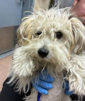 Horchata -  Poodle and Maltese Dog for Adoption in Pacifica, California - Horchata | PetCurious