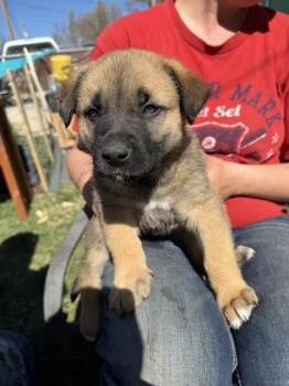 Great Pyrenees and Mixed Breed Dogs Available for Adoption in Klamath Falls, Oregon - Joy | PetCurious