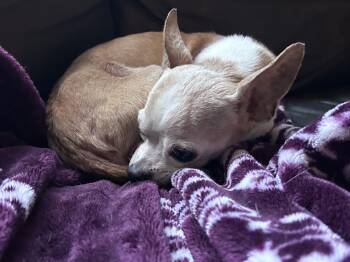Wren -  Chihuahua Dog for Adoption in Tyler Hill, Pennsylvania - Wren | PetCurious