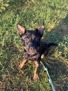 Tootsie -  Rottweiler and Pit Bull Terrier Dog for Adoption in Kalamazoo, Michigan - Tootsie | PetCurious