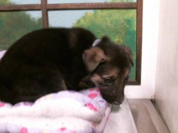 German Shepherd Dog and Mixed Breed Dogs Available for Adoption - A2066154 | PetCurious