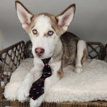 Gnocchi -  Husky Dog for Adoption in Fort Wayne, Indiana - Gnocchi | PetCurious