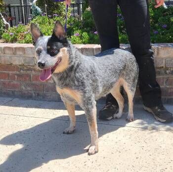 Australian Cattle Dog Blue Heeler Dogs Available for Adoption in Lathrop, California - Siren | PetCurious