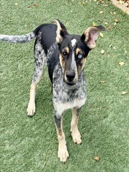 CAIRO -  Australian Cattle Dog Blue Heeler Dog for Adoption in Salinas, California - CAIRO | PetCurious
