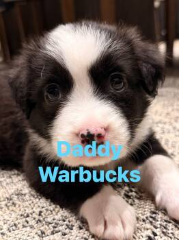 Warbucks (Orphan Annie Litter) -  Beagle and Corgi Dog for Adoption in Mt. Juliet, Tennessee - Warbucks (Orphan Annie Litter) | PetCurious