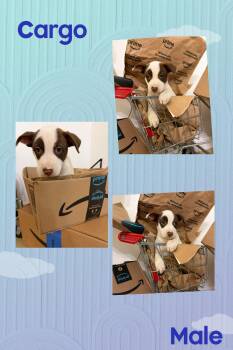 Cargo -  Pit Bull Terrier Dog for Adoption in Eugene, Oregon - Cargo | PetCurious