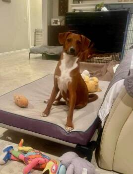 Rescue Terrier Dogs for Adoption in Santa Monica, California - Trip | PetCurious