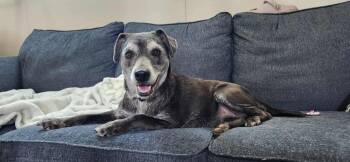 Rescue Terrier Dogs for Adoption in Troy, Alabama - Patty *Senior* | PetCurious