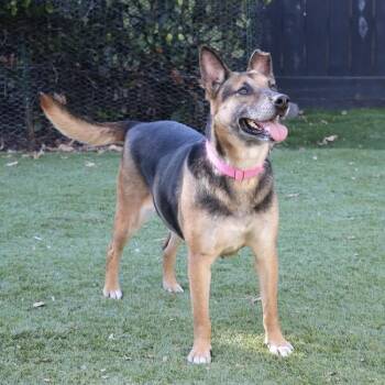 Pixie -  Shepherd Dog for Adoption in San Diego, California - Pixie | PetCurious