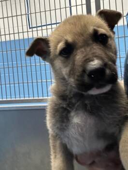 Keanu (Kx4)/Chase -  Shepherd Dog Available for Adoption in Hartsville, South Carolina - Keanu (Kx4)/Chase | PetCurious