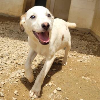 IVORY 9990 -  Mixed Breed Dog for Adoption in Loxahatchee Groves, Florida - IVORY 9990 | PetCurious