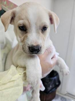 Tawny -  Labrador Retriever and Mixed Breed Dog for Adoption in San Antonio, Texas - Tawny | PetCurious