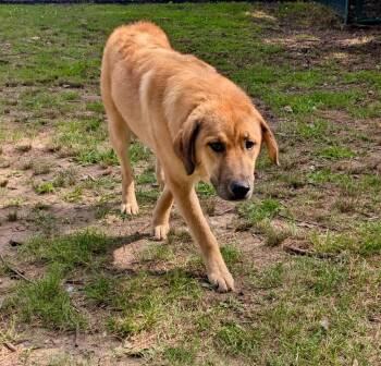 Sonica -  Shepherd Dog for Adoption in Little Rock, Arkansas - Sonica | PetCurious