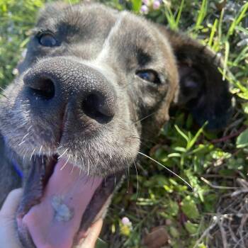 Boxer and Catahoula Leopard Dog Dogs Available for Adoption in Clearwater, Florida - Ziggy | PetCurious